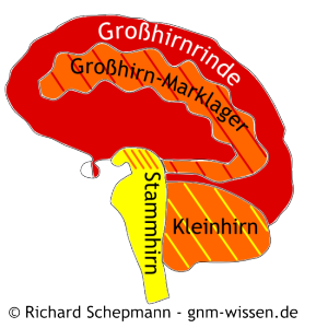Gehirn und Keimblätter in der GNM