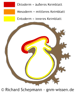 Das 3 Biologische Naturgesetz Der Germanischen Neuen Medizin