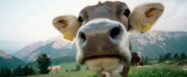 TBC Übertragung durch Rohmilch