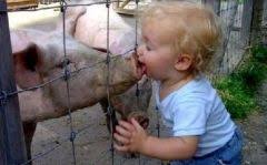 Kind küßt Schwein